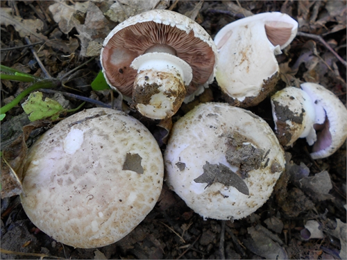 Determinazione Agaricus